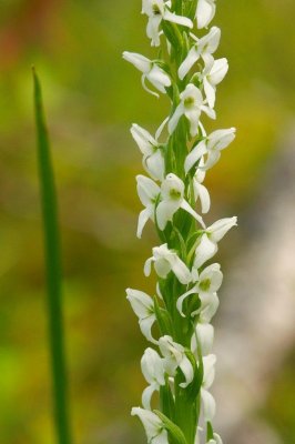 2010-07-25_28 CGCT Platanthera dilatata James Bay Longue-Pointe 316.jpg