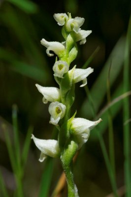 2010-07-25_28 CGCT Spiranthes romanzoffiana James Bay road to Longue-Pointe 341.jpg