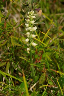 2010-07-25_28 CGCT Spiranthes romanzofianna James Bay Chisasibi bog near Salt-Marshes 523.jpg
