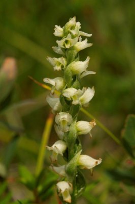 2010-07-25_28 CGCT Spiranthes romanzofianna James Bay Chisasibi bog near Salt-Marshes 527.jpg