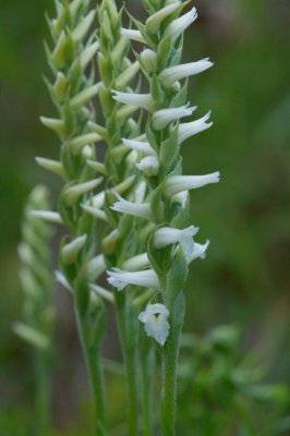 2010_08_17 CGCT Spiranthes cernua near Oxford mills110.jpg