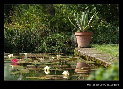 Lily Pond Reflections, Hidcote Manor