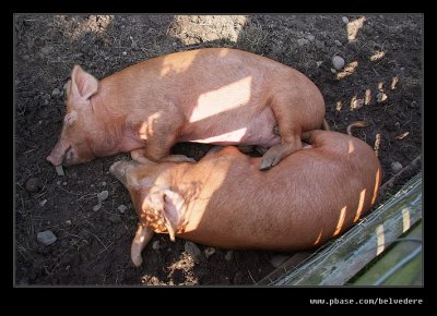 Sleepy Tamworth Pigs #1, Black Country Museum