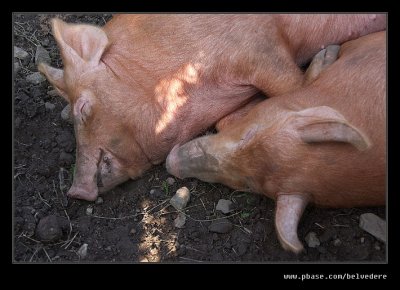 Sleepy Tamworth Pigs #2, Black Country Museum