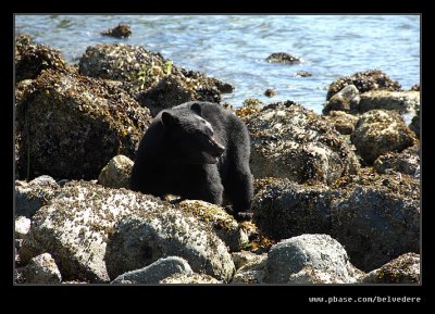 Black Bear at Fortune Channel, Vancouver Island