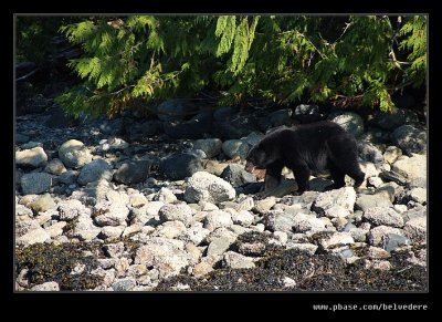 Black Bear at Fortune Channel, Vancouver Island