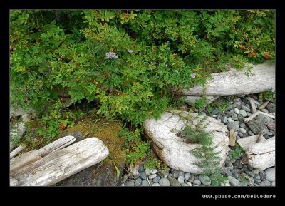 Wickaninnish Beach Driftwood, Vancouver Island