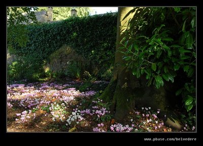 Pink Carpet, Snowshill Manor