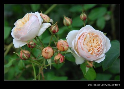 Roses of Old Garden #2, Hidcote Manor