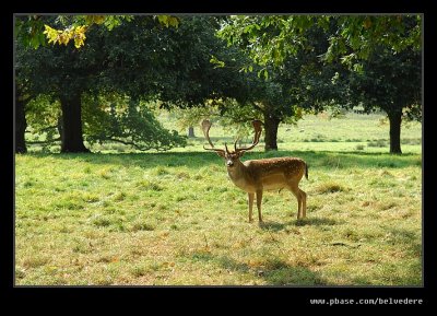 Fallow Deer, Charlecote Park