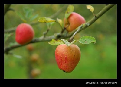 Walled Orchard, Berrington Hall