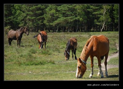 New Forest Ponies #1, Hampshire