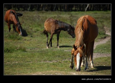 New Forest Ponies #2, Hampshire