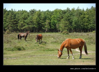 New Forest Ponies #3, Hampshire
