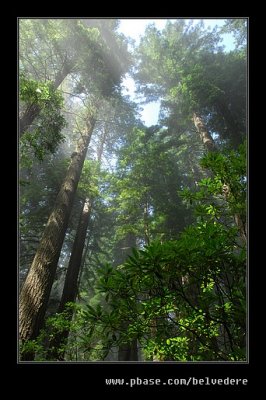 Damnation Creek Trail #01, Del Norte Coast Redwoods