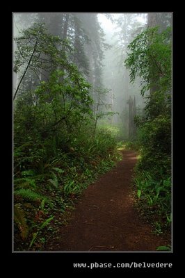 Damnation Creek Trail #02, Del Norte Coast Redwoods