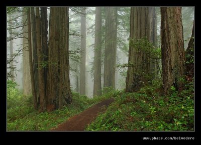 Damnation Creek Trail #03, Del Norte Coast Redwoods