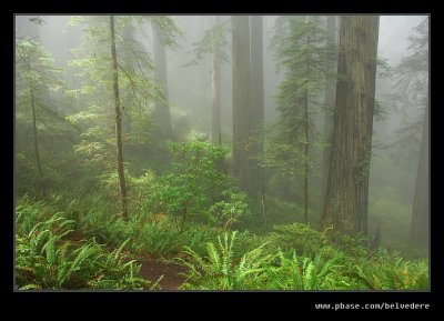 Damnation Creek Trail #04, Del Norte Coast Redwoods