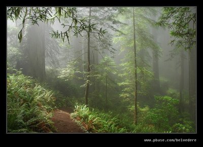 Damnation Creek Trail #05, Del Norte Coast Redwoods