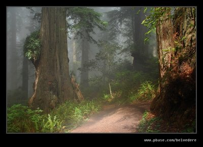 Damnation Creek Trail #06, Del Norte Coast Redwoods
