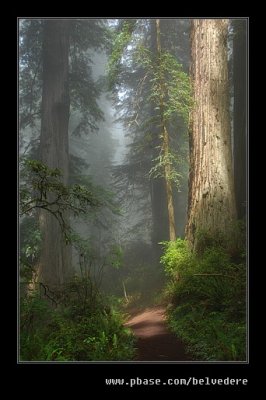 Damnation Creek Trail #07, Del Norte Coast Redwoods