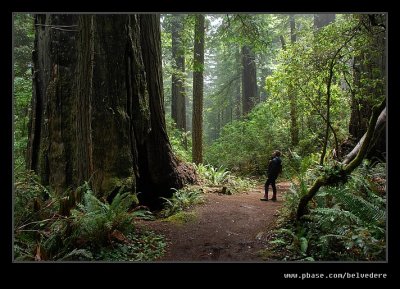 Damnation Creek Trail #08, Del Norte Coast Redwoods