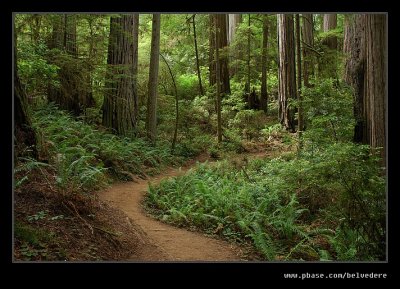 Boy Scout Tree Trail #01, Jedediah Smith Redwoods