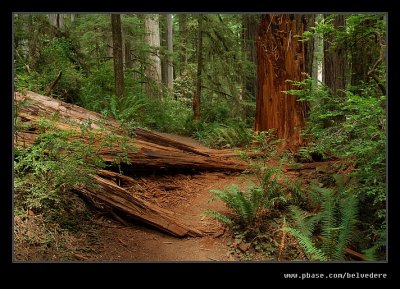 Boy Scout Tree Trail #02, Jedediah Smith Redwoods