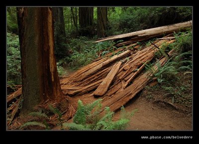 Boy Scout Tree Trail #03, Jedediah Smith Redwoods