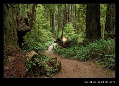 Boy Scout Tree Trail #04, Jedediah Smith Redwoods