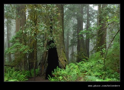 Lady Bird Johnson Grove #01, Redwood National Park