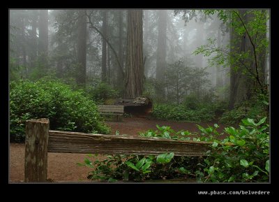 Lady Bird Johnson Grove #02, Redwood National Park
