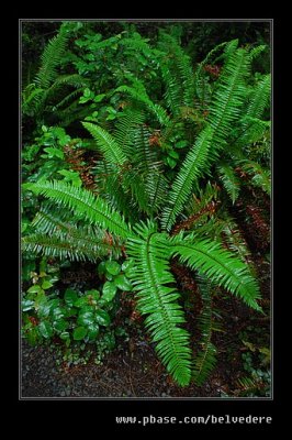 Lady Bird Johnson Grove #03, Redwood National Park