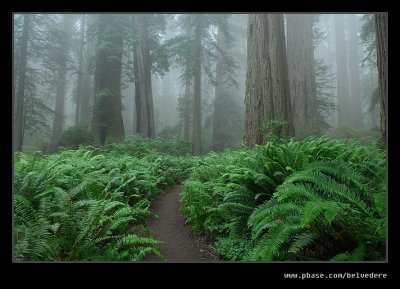 Lady Bird Johnson Grove #04, Redwood National Park