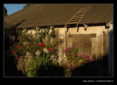 Flowers, Davenport, California