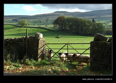 Horned Sheep, Wensleydale, North Yorkshire