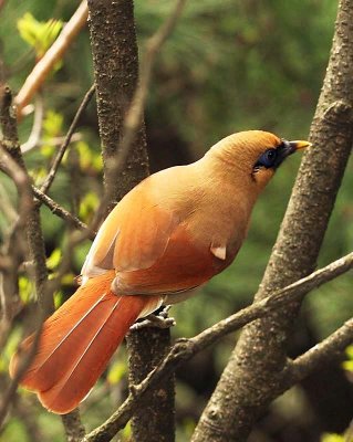 Buffy Laughingthrush (Garrulax berthemyi)