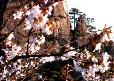 blossoms.jpg