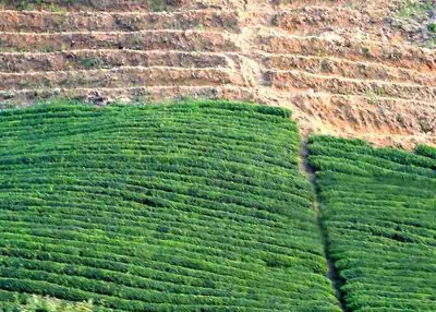 terraced tea farm.jpg