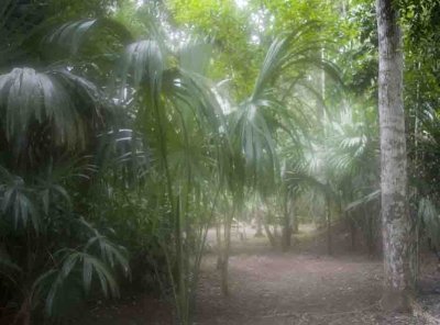 Rainforest - Tikal