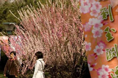 Cherry Blossoms-Yueyutan  Park