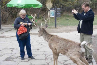 Agressive buck demanding sustenance