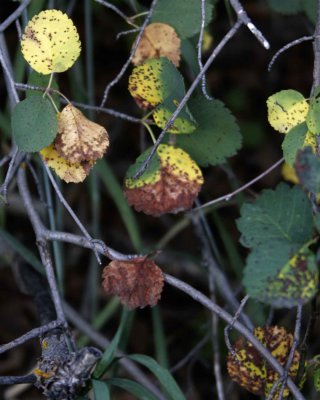 Aspen Leaves Anticipating Change of Seasons