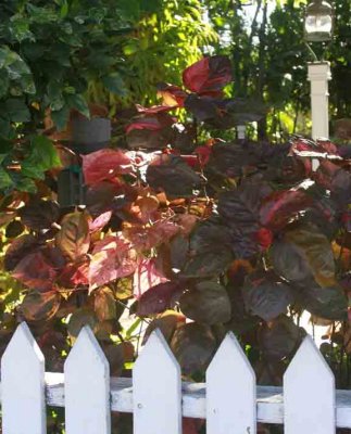 Rkeywest122.jpg