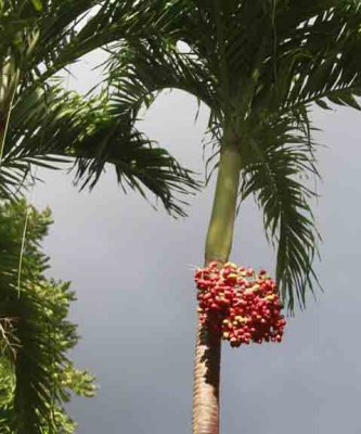 rjamaica106.jpg