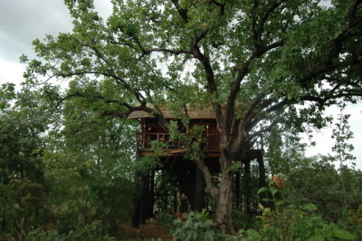 Tree House Outside Shot 123.JPG