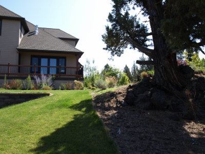 back lawn 2.JPG