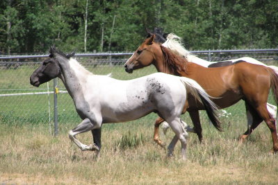 Blue, Harley  and Holly