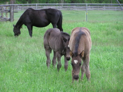 Mare and Babes