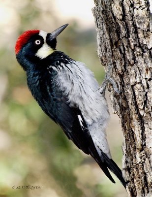 Acorn Woodpecker .jpg